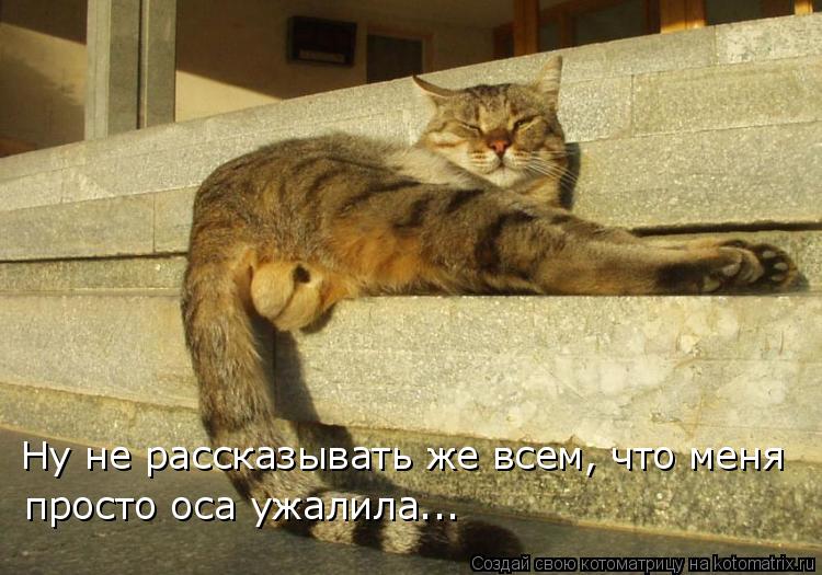 Ну не рассказывать же всем, что меня просто оса ужалила...... Котоматрица: Ну не рассказывать же всем, что меня просто оса ужалила...