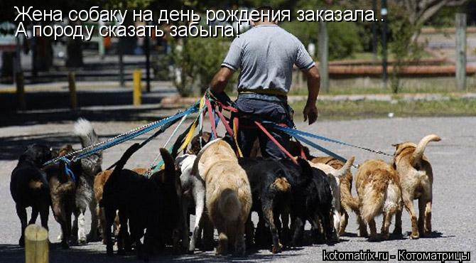 Жена собаку на день рождения заказала.. А породу сказать забыла!... Котоматрица: Жена собаку на день рождения заказала.. А породу сказать забыла!