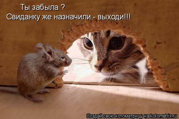 Ты забыла ? Свиданку же назначили - выходи!!!... Котоматрица: Ты забыла ? Свиданку же назначили - выходи!!!