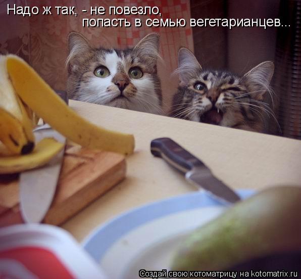 Котоматрица: Надо ж так, - не повезло,  попасть в семью вегетарианцев...