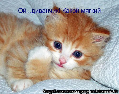 Котоматрица: Ой...диванчик! Какой мягкий