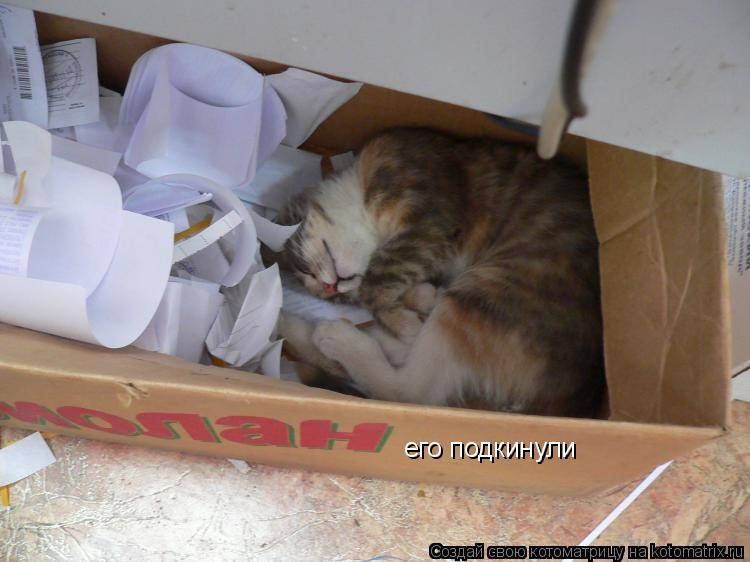 Котоматрица: его подкинули