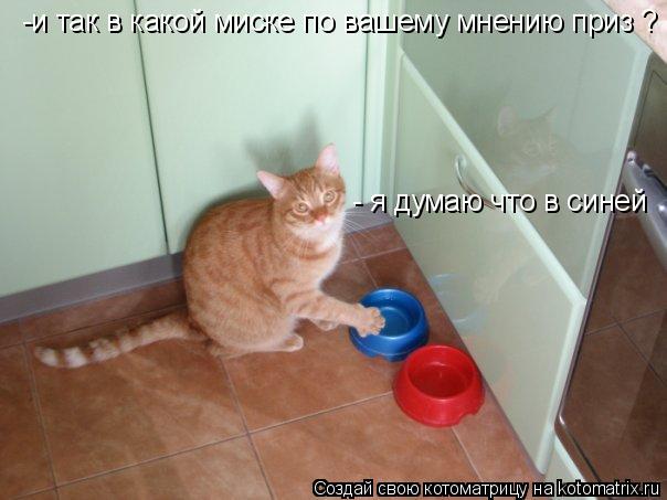 Котоматрица: -и так в какой миске по вашему мнению приз ? - я думаю что в синей