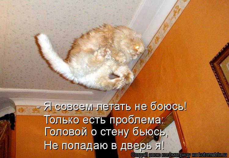 Котоматрица: - Я совсем летать не боюсь! Головой о стену бьюсь, Не попадаю в дверь я! Только есть проблема: