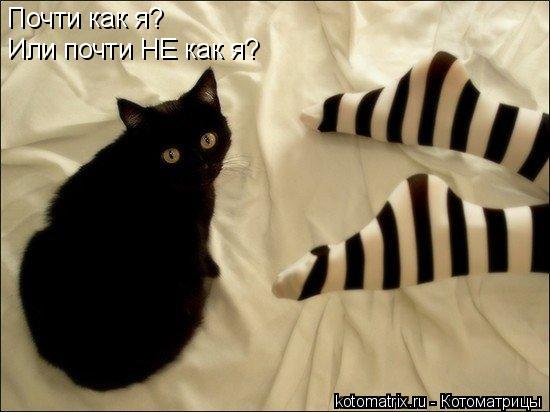 Котоматрица: Почти как я? Или почти НЕ как я?