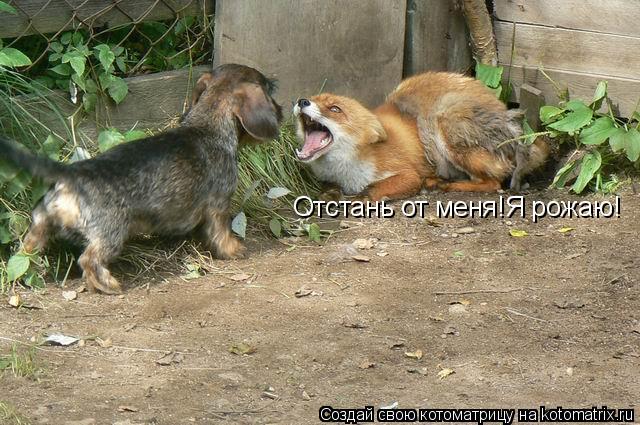 Котоматрица: Отстань от меня!Я рожаю!
