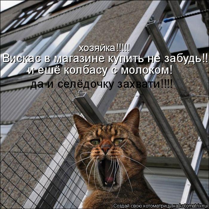 Котоматрица: хозяйка!!!!! Вискас в магазине купить не забудь!!!! и ешё колбасу с молоком! да и селёдочку захвати!!!!
