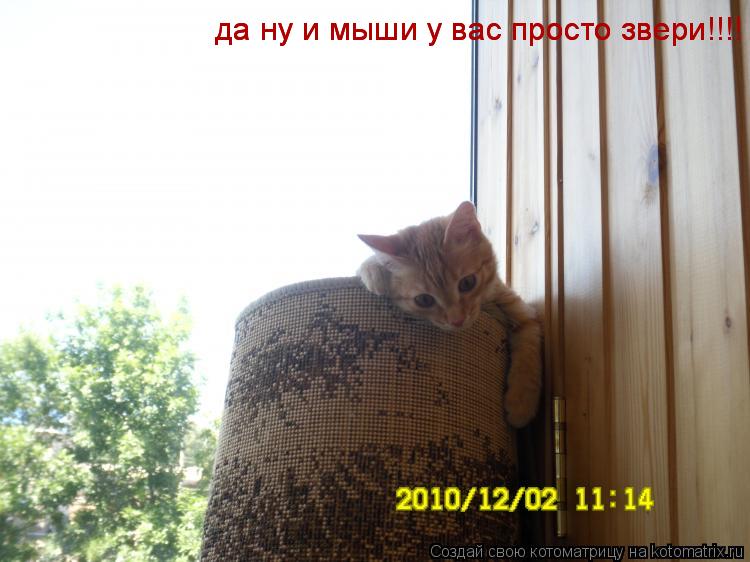 Котоматрица: да ну и мыши у вас просто звери!!!! да ну и мыши у вас просто звери!!!!
