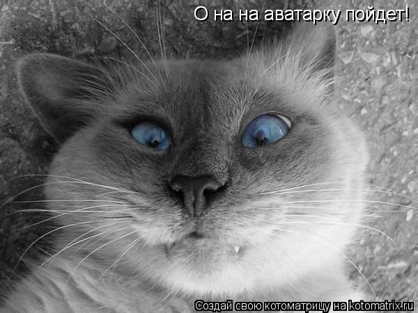 Котоматрица: О на на аватарку пойдет! О на на аватарку пойдет!