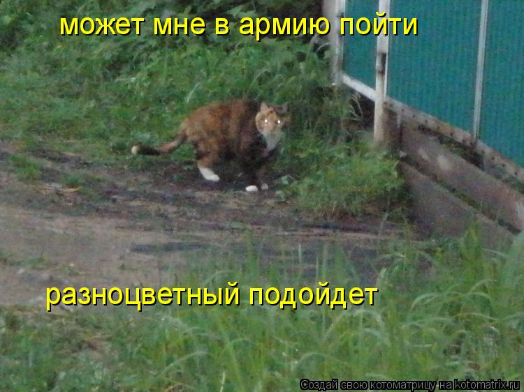 Котоматрица: может мне в армию пойти  разноцветный подойдет