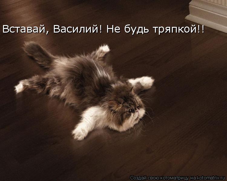 Котоматрица: Вставай, Василий! Не будь тряпкой!!