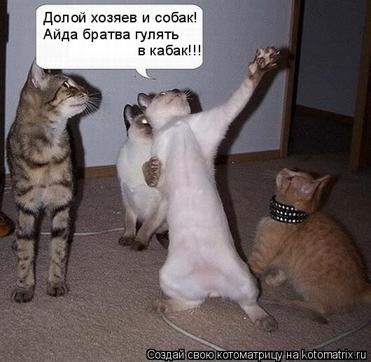 Котоматрица: Долой хозяев и собак! Айда братва гулять в кабак!!!