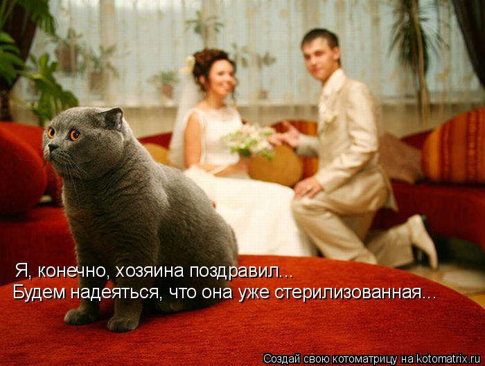 Котоматрица: Я, конечно, хозяина поздравил... Будем надеяться, что она уже стерилизованная...