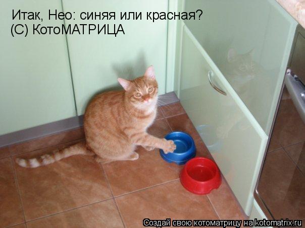 Котоматрица: Итак, Нео: синяя или красная? (С) КотоМАТРИЦА