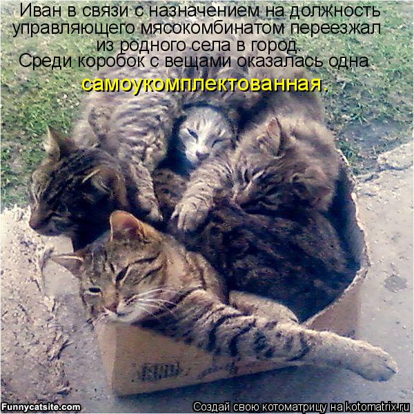 Котоматрица: Иван в связи с назначением на должность управляющего мясокомбинатом переезжал из родного села в город. Среди коробок с вещами оказалась од