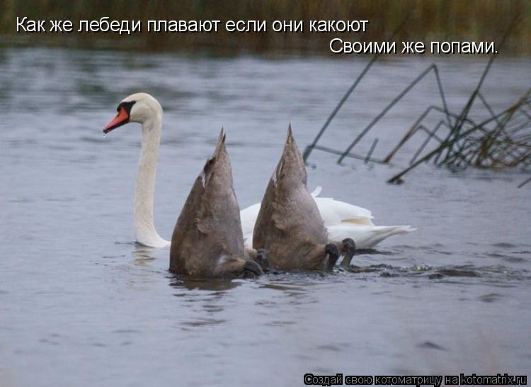 Котоматрица: Как же лебеди плавают если они какоют Своими же попами.