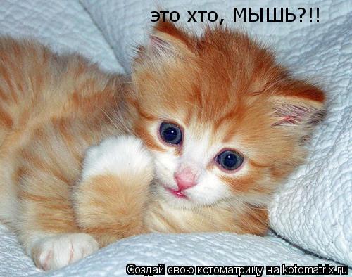 Котоматрица: это хто, МЫШЬ?!!