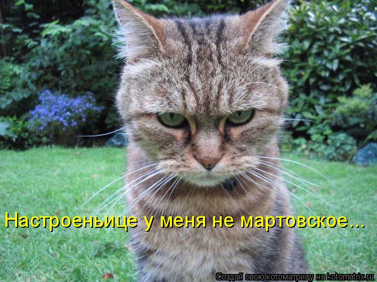 Настроеньице у меня не мартовское...... Котоматрица: Настроеньице у меня не мартовское...