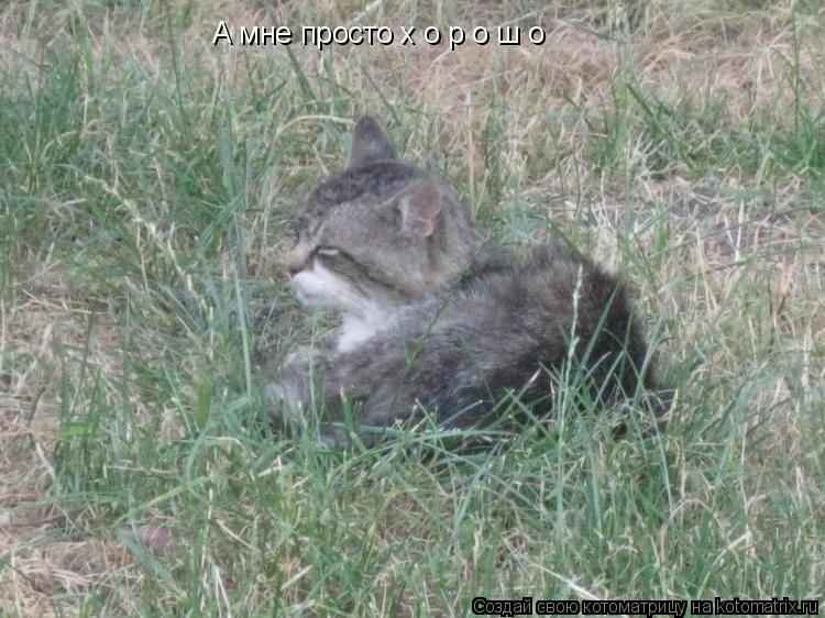 А мне просто х о р о ш о... Котоматрица: А мне просто х о р о ш о