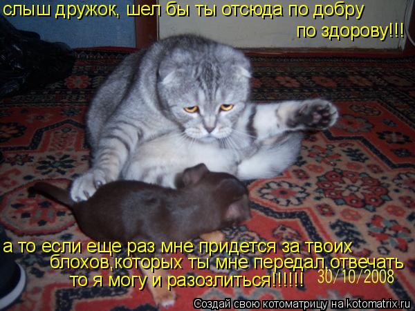 слыш дружок, шел бы ты отсюда по добру по здорову!!! а то если еще раз мне придется за твоих блохов... Котоматрица: слыш дружок, шел бы ты отсюда по добру по здорову!!! а то если еще раз мне придется за твоих блохов,которых ты мне передал,отвечать то я могу