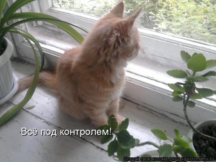 Всё под контролем!... Котоматрица: Всё под контролем!