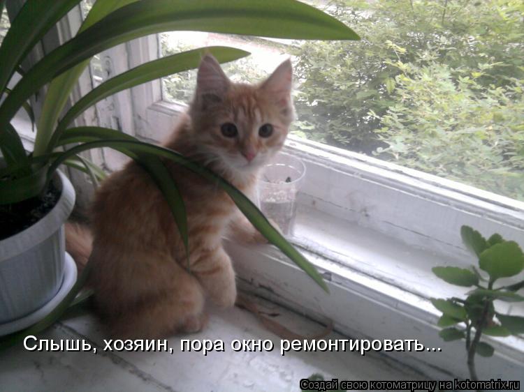 Слышь, хозяин, пора окно ремонтировать...... Котоматрица: Слышь, хозяин, пора окно ремонтировать...