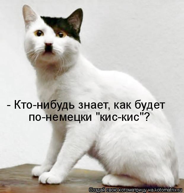 Котоматрица: - Кто-нибудь знает, как будет  по-немецки "кис-кис"?