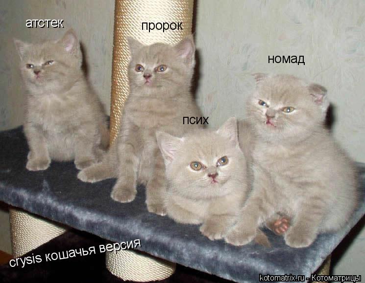 атстек пророк псих номад crysis кошачья версия... Котоматрица: атстек пророк псих номад crysis кошачья версия