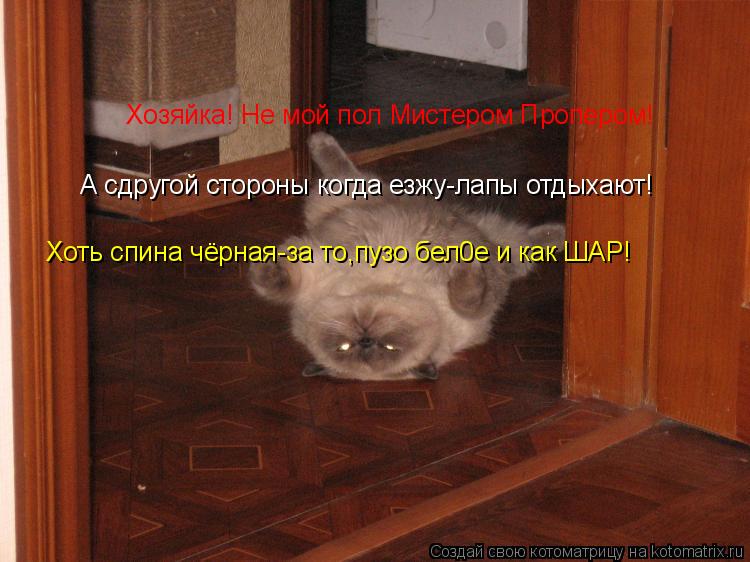 Хозяйка! Не мой пол Мистером Пропером! А сдругой стороны когда езжу-лапы отдыхают! Хоть спина чёрная-... Котоматрица: Хозяйка! Не мой пол Мистером Пропером! А сдругой стороны когда езжу-лапы отдыхают! Хоть спина чёрная-за то,пузо бел0е и как ШАР!