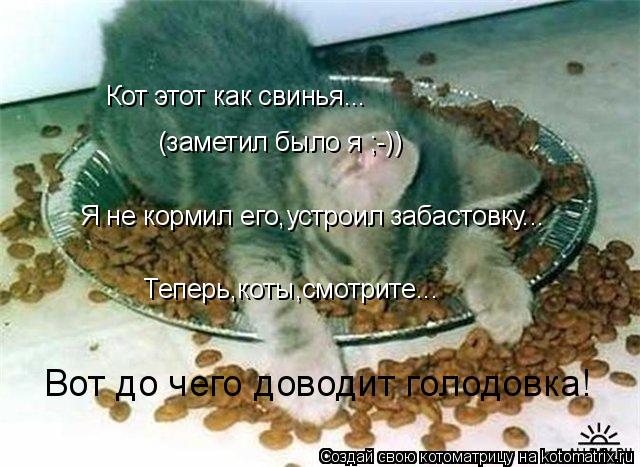 Кот этот как свинья... (заметил было я ;-)) Я не кормил его,устроил забастовку... Теперь,коты,смотрит... Котоматрица: Кот этот как свинья... (заметил было я ;-)) Я не кормил его,устроил забастовку... Теперь,коты,смотрите... Вот до чего доводит голодовка!
