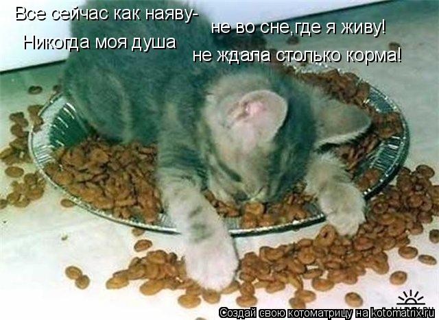 Все сейчас как наяву- не во сне,где я живу! Никогда моя душа не ждала столько корма!... Котоматрица: Все сейчас как наяву- не во сне,где я живу! Никогда моя душа не ждала столько корма!