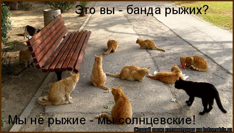 Котоматрица: Это вы - банда рыжих? Мы не рыжие - мы солнцевские!