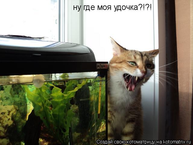 Котоматрица: ну где моя удочка?!?!