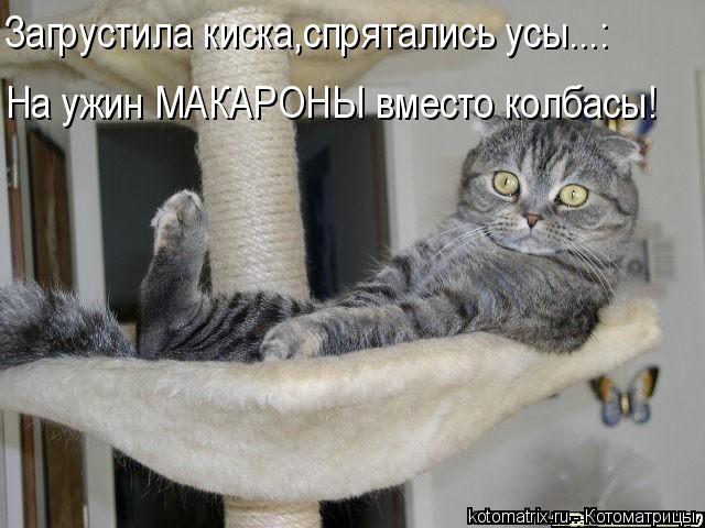 Котоматрица: Загрустила киска,спрятались усы...: На ужин МАКАРОНЫ вместо колбасы!