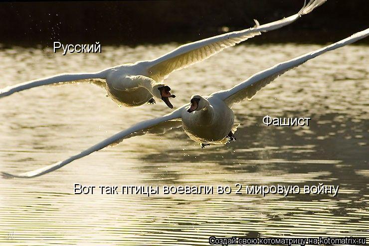 Котоматрица: Вот так птицы воевали во 2 мировую войну Фашист Русский