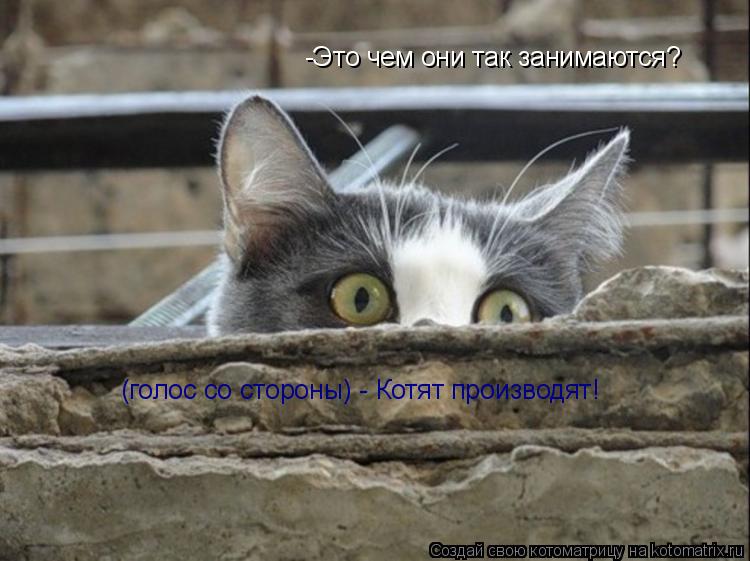 Котоматрица: -Это чем они так занимаются? (голос со стороны) - Котят производят!