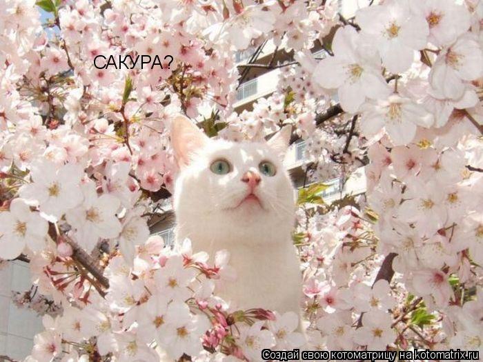 Котоматрица: САКУРА?