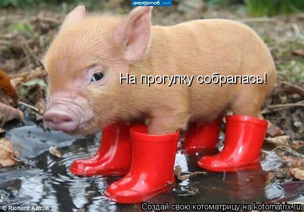 Котоматрица: На прогулку собралась!