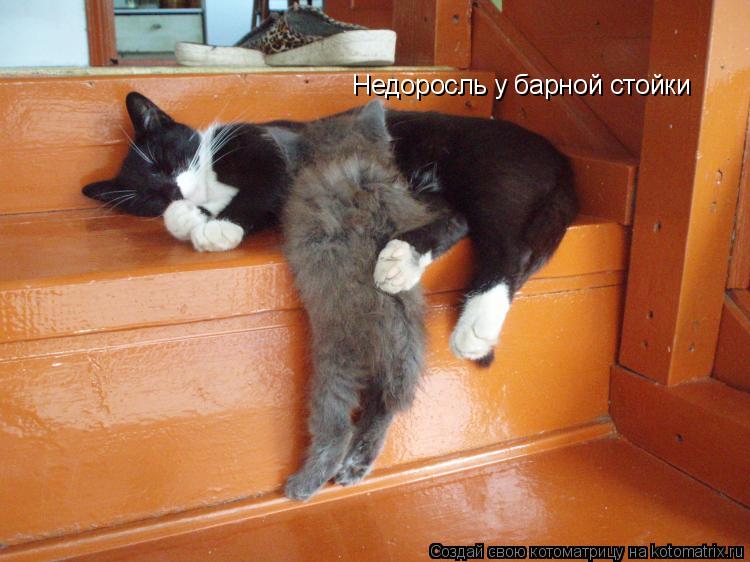 Котоматрица: Недоросль у барной стойки