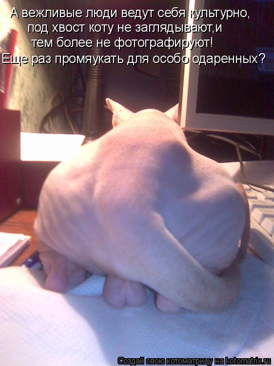 Котоматрица: А вежливые люди ведут себя культурно, под хвост коту не заглядывают,и тем более не фотографируют! Еще раз промяукать для особо одаренных?
