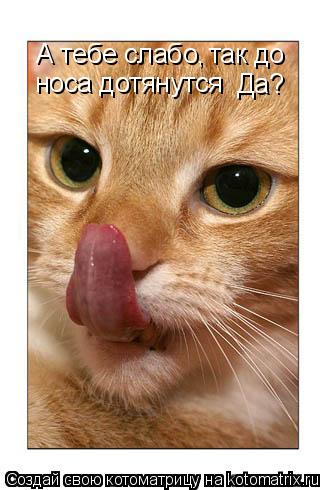 Котоматрица: А тебе слабо так до носа дотянутся, Да?  А тебе слабо,  так до  носа дотянутся Да?