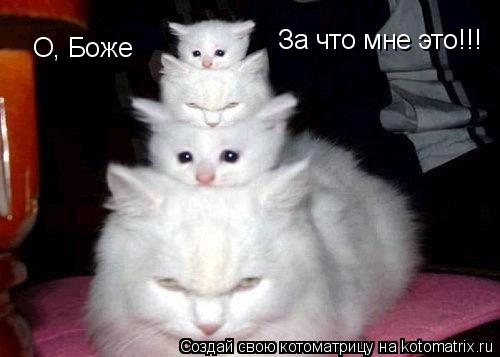 Котоматрица: О, Боже О, Боже За что мне это!!! За что мне это!!!
