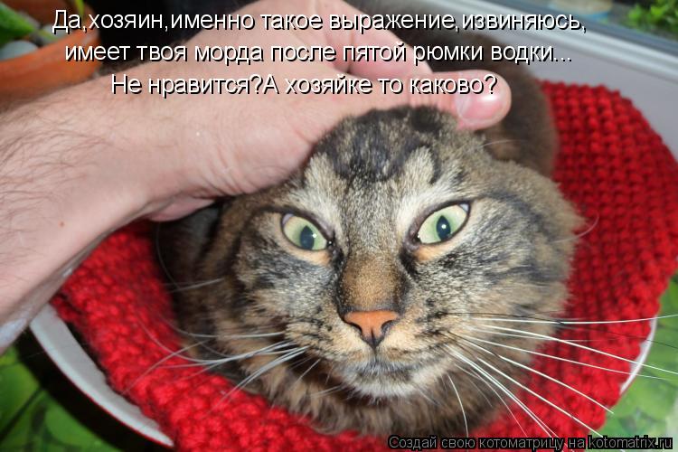Котоматрица: Да,хозяин,именно такое выражение,извиняюсь, имеет твоя морда после пятой рюмки водки... Не нравится?А хозяйке то каково?