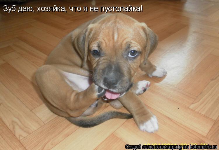Котоматрица: Зуб даю, хозяйка, что я не пустолайка!