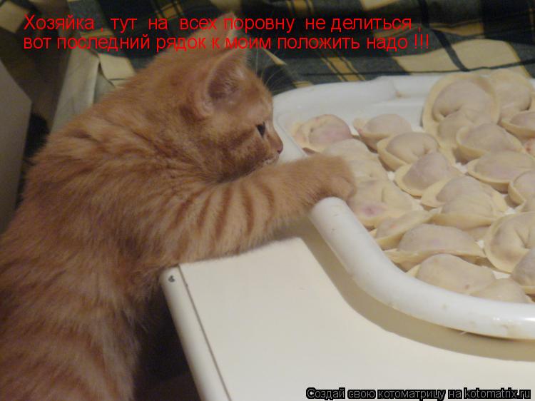 Котоматрица: Хозяйка , тут  на  всех поровну  не делиться ,  вот последний рядок к моим положить надо !!!