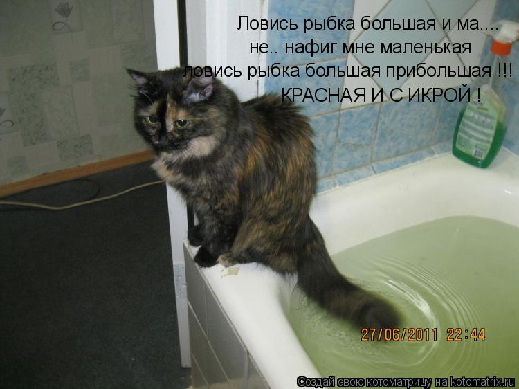 Котоматрица: Ловись рыбка большая и ма.... не.. нафиг мне маленькая ловись рыбка большая прибольшая !!! КРАСНАЯ И С ИКРОЙ !