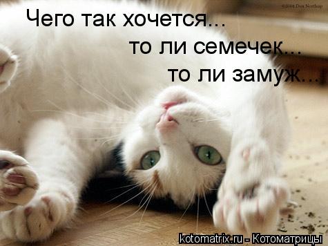 Котоматрица: Чего так хочется... то ли семечек... то ли замуж...