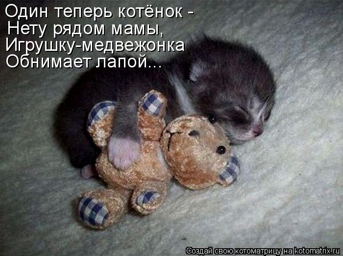 Котоматрица: Один теперь котёнок -  Нету рядом мамы, Игрушку-медвежонка Обнимает лапой...