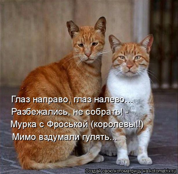 Котоматрица: Глаз направо, глаз налево... Разбежались, не собрать! - Мурка с Фроськой (королевы!!)  Мимо вздумали гулять...