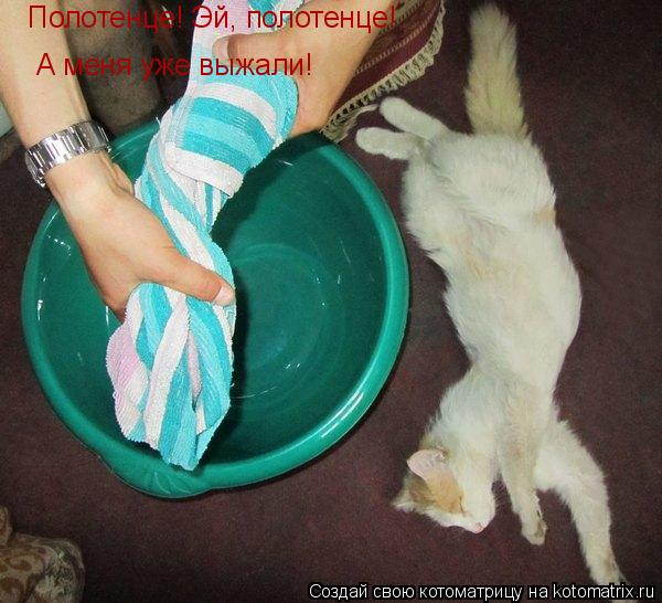 Котоматрица: А меня уже выжали! Полотенце! Эй, полотенце!